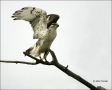 Ferruginous-Hawk;Buteo-regalis;Hawk;one-animal;close-up;color-image;nobody;photo